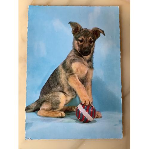 Chien Jeune Berger Carte Postale