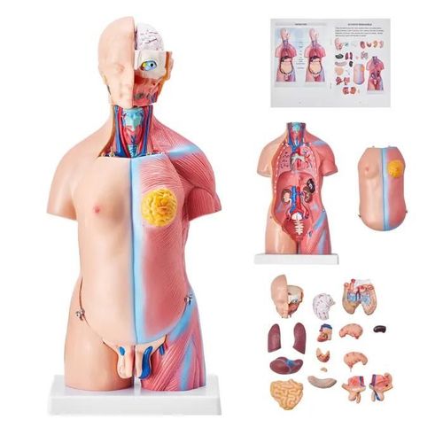 Modèle De Torse Humain-Vevor-20x15,1x45,5 Cm- Modèle Anatomique De Torse Humain 23 Parties Modèle D'enseignement