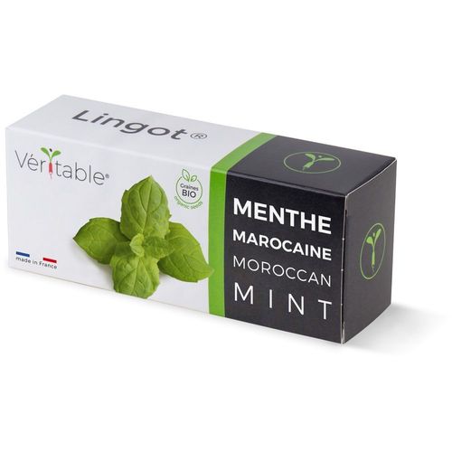 Lingot Menthe Marocaine Bio Pour Potager Véritable