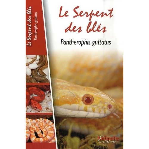 Le Serpent Des Blés - Pantherophis Guttatus