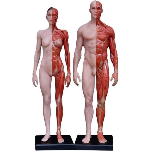 K99 Modèle Anatomique musculo-squelettique de Corps Humain - Figure  d'anatomie Humaine féminine - référence Anatomique pour Les Artistes, 23.6  Pouces