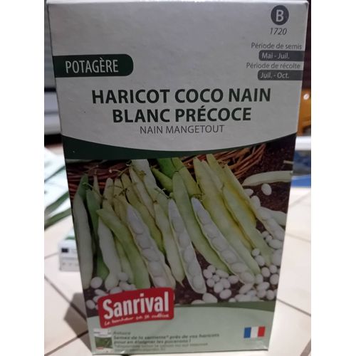 Haricot Coco Nain À Planter