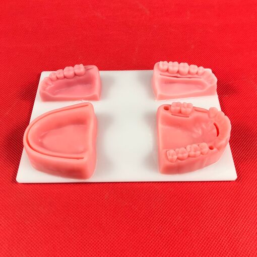 Set Di 4 Modelli In Silicone Per Sutura Dentale E Gengivale - Simulatore Di Parodontite Per Studenti Di Odontoiatria E Veterinaria - Esercitazione Realistica - 2