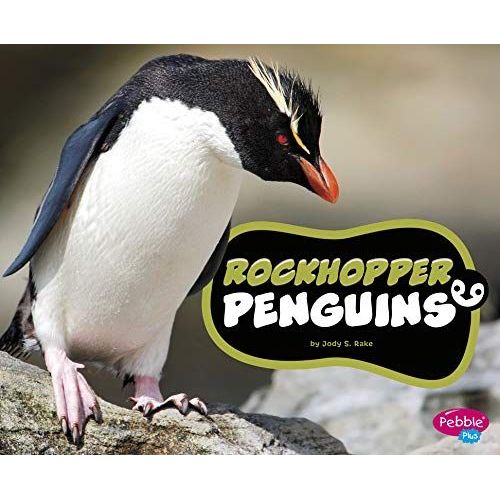 Rockhopper Penguins