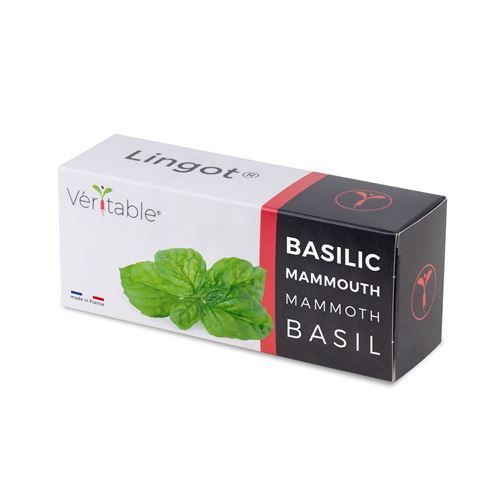 Lingot Basilic Mammouth Pour Potager Véritable