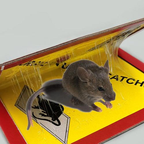 Generic Lot de 6 Panneaux de Colle pour Souris et Rats - Prix pas