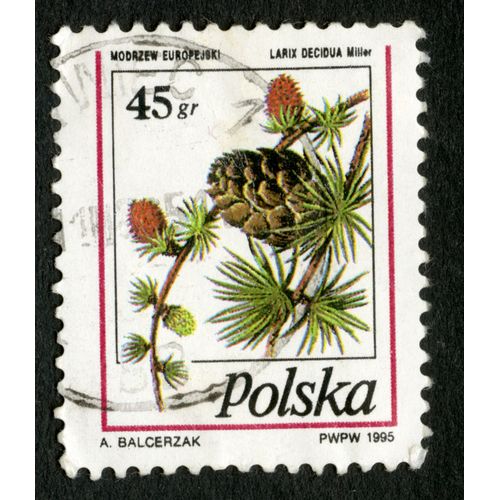 Timbre Oblitéré Polska, Modrzew Europejski, 1995, Balcerzak45 Gr