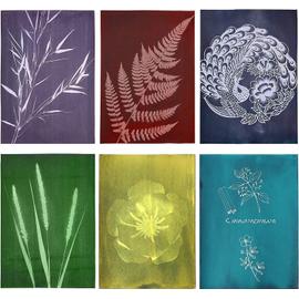 Lot de 24 feuilles de papier cyanotype à haute sensibilité - Impression  naturelle (6 couleurs) - 21,9 x 29,9 cm - Papier à dessin solaire pour  enfants et adultes - Pour les loisirs créatifs