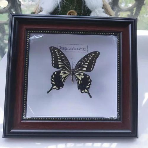 16x16cm - Cadre Photo De Papillon, Spécimen De Papillon Réel, Artisanat, Matériel D'art, Décor