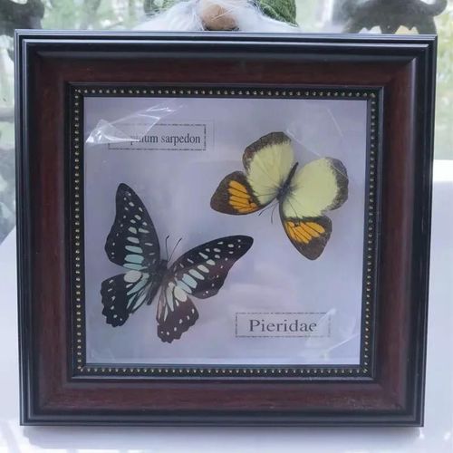 16x16cm - Cadre Photo De Papillon, Spécimen De Papillon Réel, Artisanat, Matériel D'art, Décor