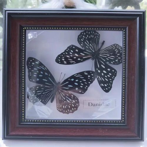 16x16cm - Cadre Photo De Papillon, Spécimen De Papillon Réel, Artisanat, Matériel D'art, Décor