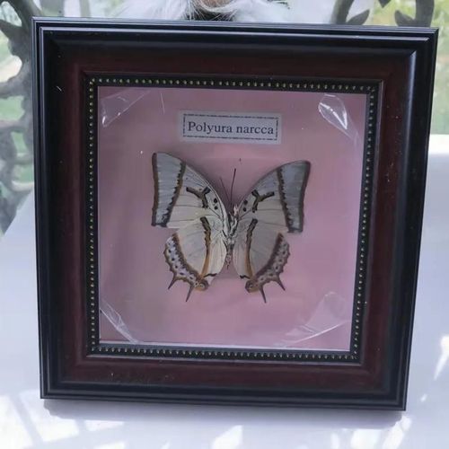 16x16cm - Cadre Photo De Papillon, Spécimen De Papillon Réel, Artisanat, Matériel D'art, Décor