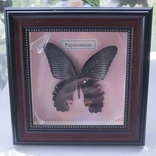16x16cm - Cadre Photo De Papillon, Spécimen De Papillon Réel, Artisanat, Matériel D'art, Décor