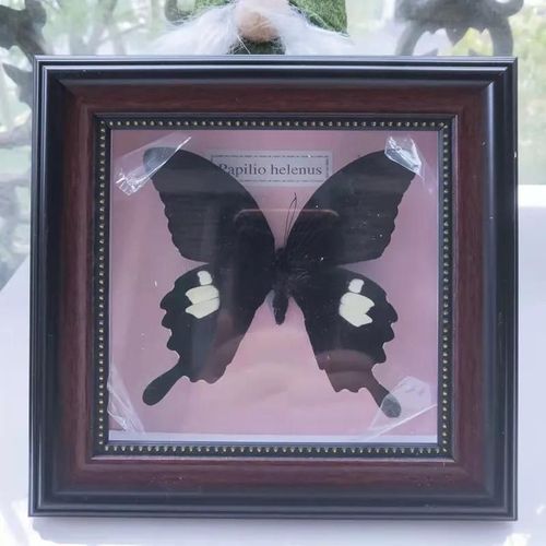 16x16cm - Cadre Photo De Papillon, Spécimen De Papillon Réel, Artisanat, Matériel D'art, Décor