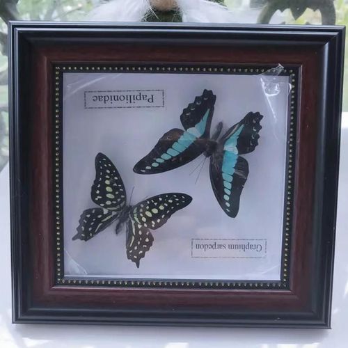 16x16cm - Cadre Photo De Papillon, Spécimen De Papillon Réel, Artisanat, Matériel D'art, Décor