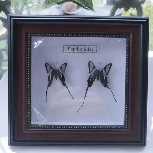 16x16cm - Cadre Photo De Papillon, Spécimen De Papillon Réel, Artisanat, Matériel D'art, Décor
