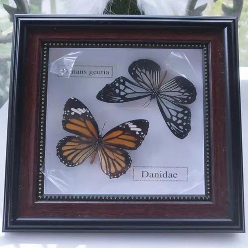 16x16cm - Cadre Photo De Papillon, Spécimen De Papillon Réel, Artisanat, Matériel D'art, Décor