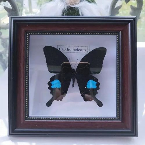16x16cm - Cadre Photo De Papillon, Spécimen De Papillon Réel, Artisanat, Matériel D'art, Décor