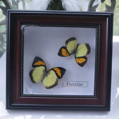 16x16cm - Cadre Photo De Papillon, Spécimen De Papillon Réel, Artisanat, Matériel D'art, Décor