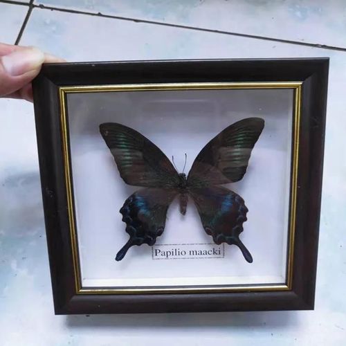16x16cm - Cadre Photo De Papillon, Spécimen De Papillon Réel, Artisanat, Matériel D'art, Décor