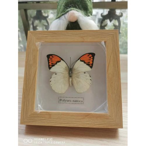 16x16cm - Cadre Photo De Papillon, Spécimen De Papillon Réel, Artisanat, Matériel D'art, Décor