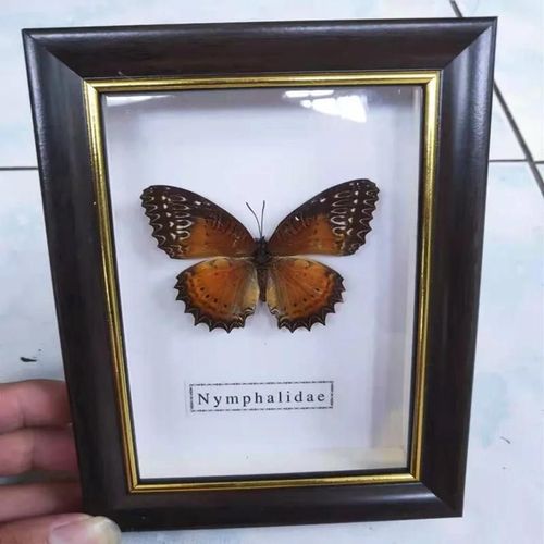 11x15cm - Cadre Photo De Papillon, Spécimen De Papillon Réel, Artisanat, Matériel D'art, Décor