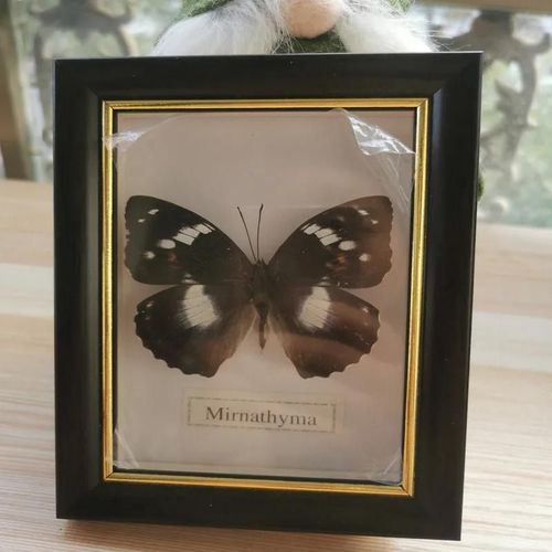 11x15cm - Cadre Photo De Papillon, Spécimen De Papillon Réel, Artisanat, Matériel D'art, Décor