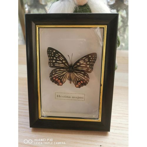 11x15cm - Cadre Photo De Papillon, Spécimen De Papillon Réel, Artisanat, Matériel D'art, Décor
