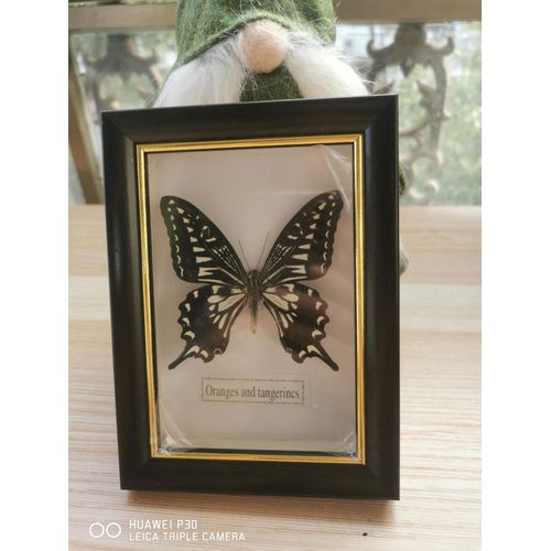 11x15cm - Cadre Photo De Papillon, Spécimen De Papillon Réel, Artisanat, Matériel D'art, Décor