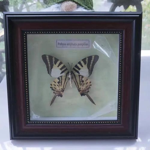16x16cm - Cadre Photo De Papillon, Spécimen De Papillon Réel, Artisanat, Matériel D'art, Décor