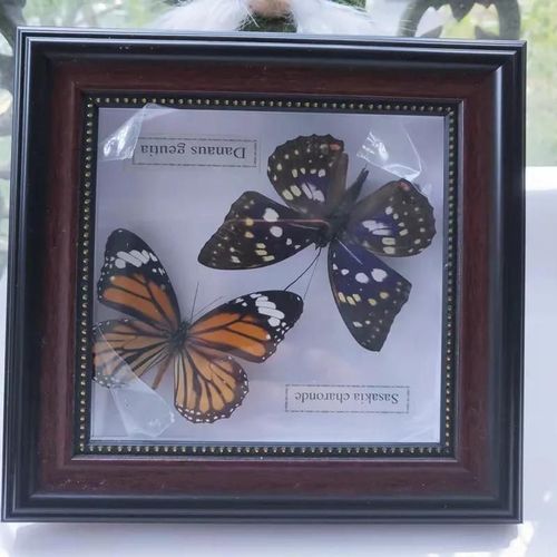 16x16cm - Cadre Photo De Papillon, Spécimen De Papillon Réel, Artisanat, Matériel D'art, Décor