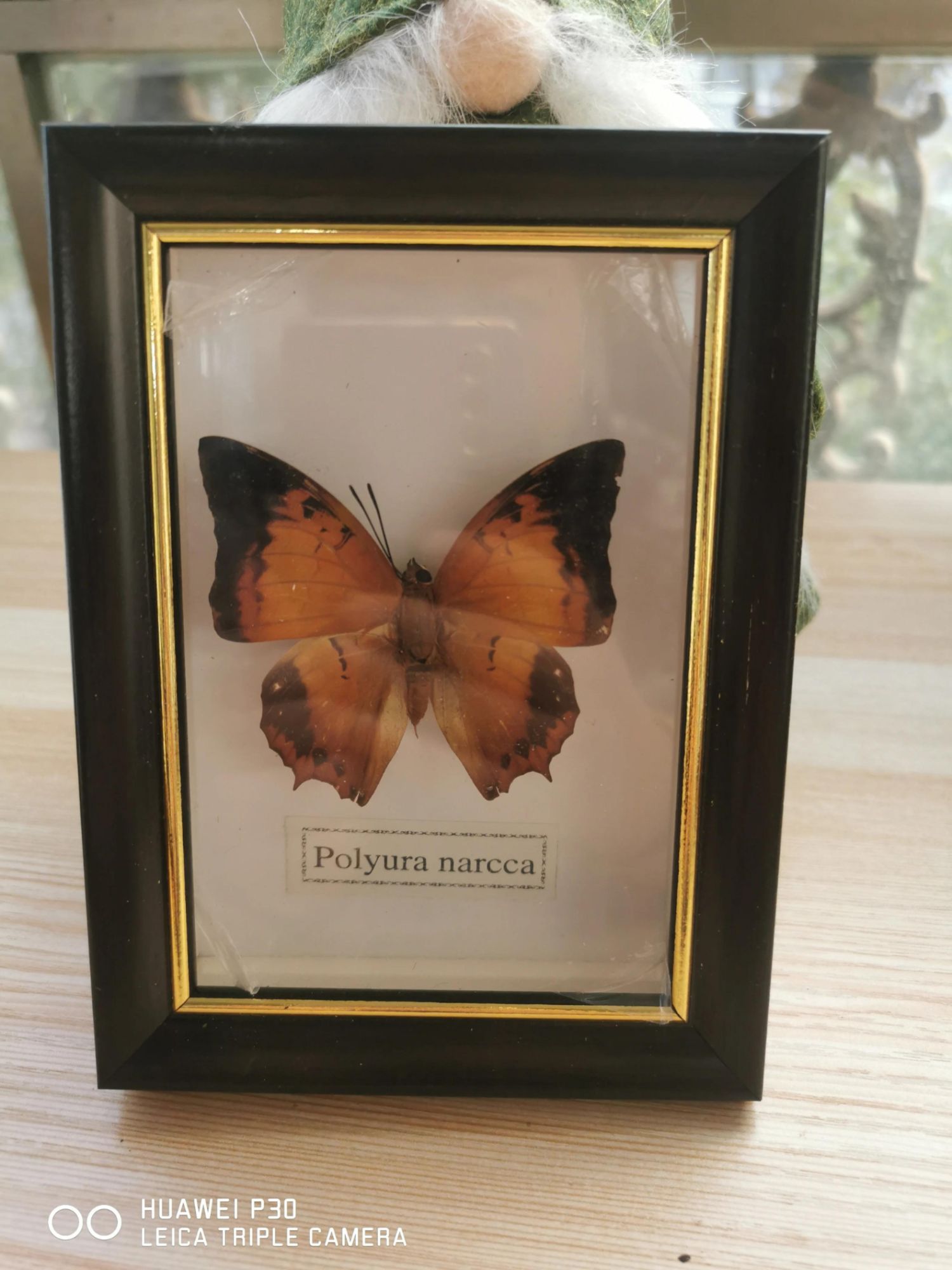 11x15cm - Cadre Photo De Papillon, Spécimen De Papillon Réel, Artisanat, Matériel D'art, Décor