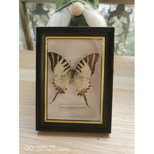16x16cm - Cadre Photo De Papillon, Spécimen De Papillon Réel, Artisanat, Matériel D'art, Décor