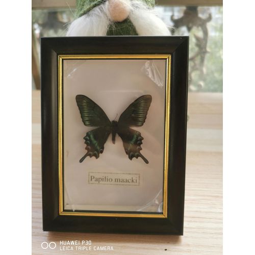 11x15cm - Cadre Photo De Papillon, Spécimen De Papillon Réel, Artisanat, Matériel D'art, Décor