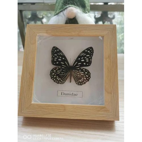 16x16cm - Cadre Photo De Papillon, Spécimen De Papillon Réel, Artisanat, Matériel D'art, Décor
