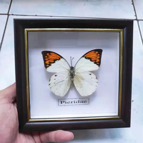 16x16cm - Cadre Photo De Papillon, Spécimen De Papillon Réel, Artisanat, Matériel D'art, Décor