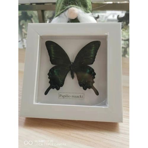16x16cm - Cadre Photo De Papillon, Spécimen De Papillon Réel, Artisanat, Matériel D'art, Décor