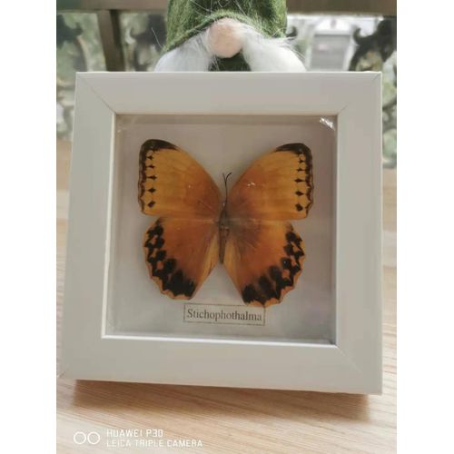 16x16cm - Cadre Photo De Papillon, Spécimen De Papillon Réel, Artisanat, Matériel D'art, Décor