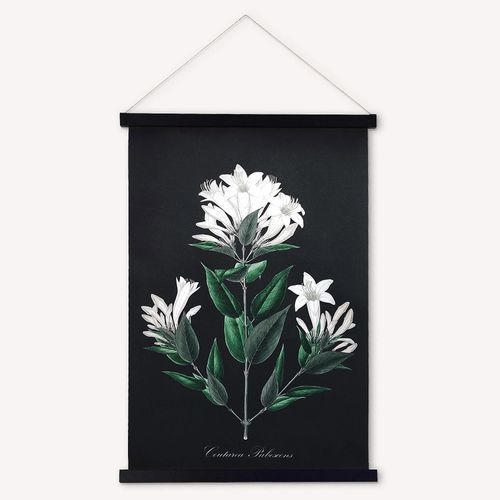 Kakemono Coutarea Pubescens 50 x 70 cm