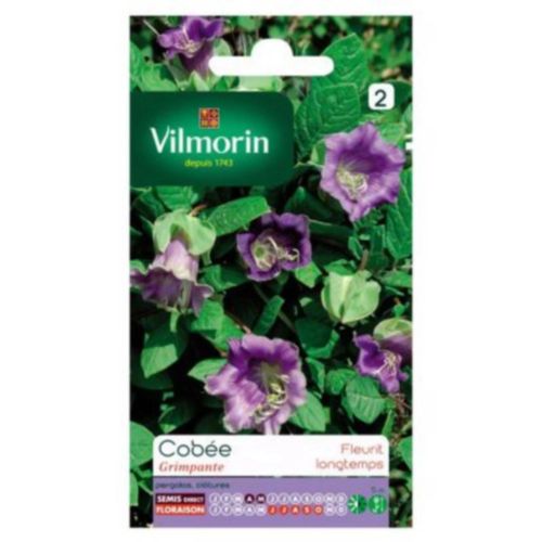 Graines De Fleurs Cobée Grimpante Vilmorin