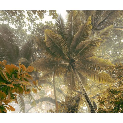 Papier peint panoramique Komar Palms panorama L.3 m x l.250 cm