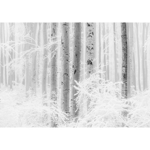 Papier peint panoramique Komar Winter Woods L.4 m x l.280 cm