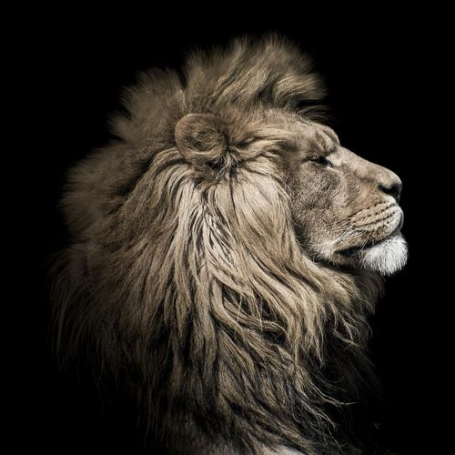 Toile Lion Sepia 65 x 65 cm Ceanothe