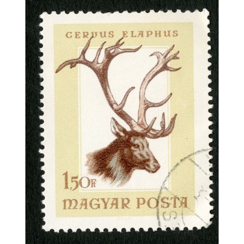 Timbre Oblitéré Magyar Posta, Cervus Elaphus, 1.50 Ft