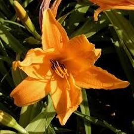 Hemorocalles Orange 3 Pieds