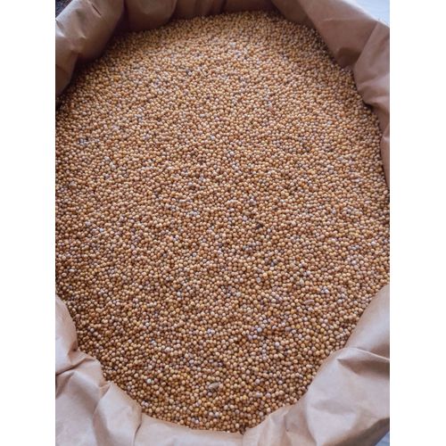 1kg Semence Moutarde Blanche