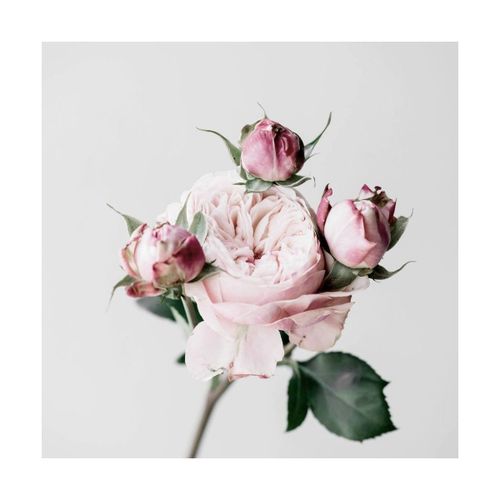 Tableau sur toile Roses 30x30 cm