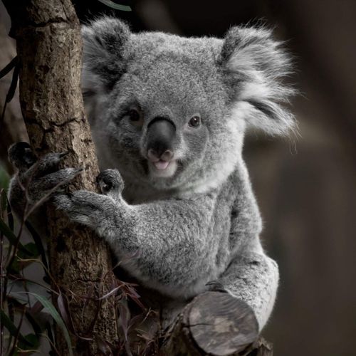 Tableau sur toile koala 45x45 cm