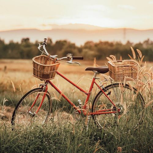 Tableau sur toile vélo dans les blés 65x65 cm