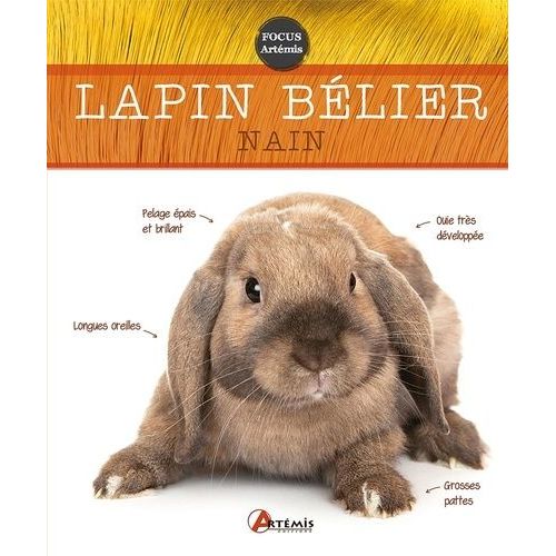 Le Lapin Bélier Nain